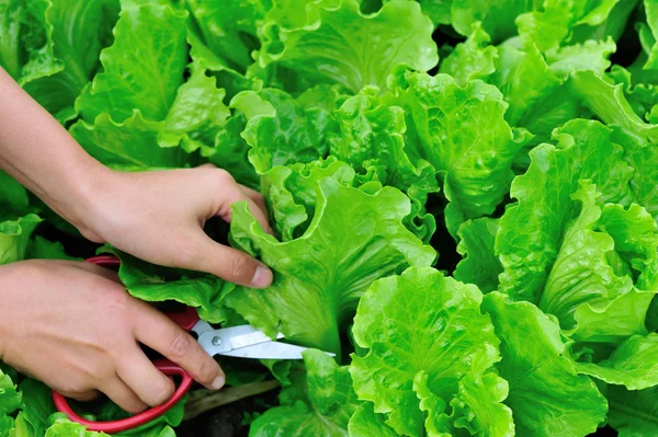 Manos de mujer recogiendo lechuga verde —  Fotos de Stock