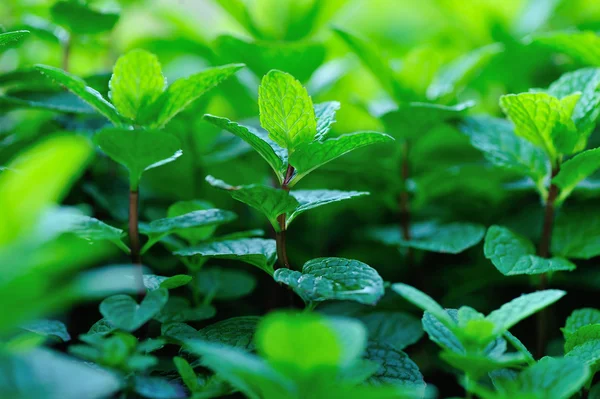 พืชมินท์สีเขียว — ภาพถ่ายสต็อก