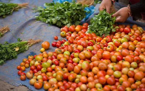 新鮮トマト販売 — ストック写真