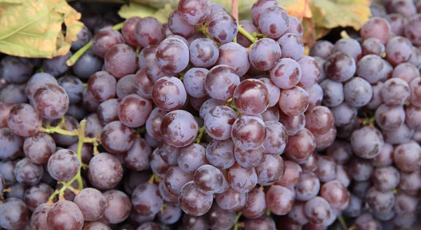 Gałęzi świeżych winogron — Zdjęcie stockowe