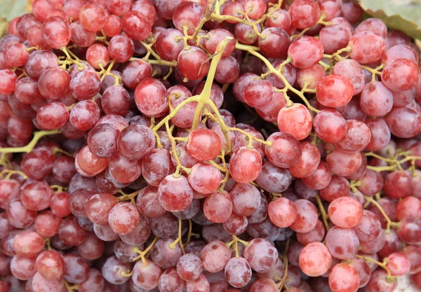 Ramas de uvas frescas — Foto de Stock