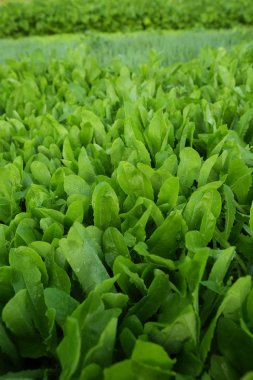 yeşil salata bitkileri