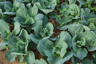 yeşil lahana bitkileri