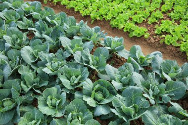 yeşil lahana bitkileri