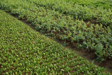 Yeşil meyve bitkiler