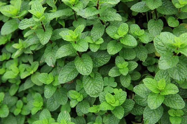 Green mint plants — Stock Photo, Image