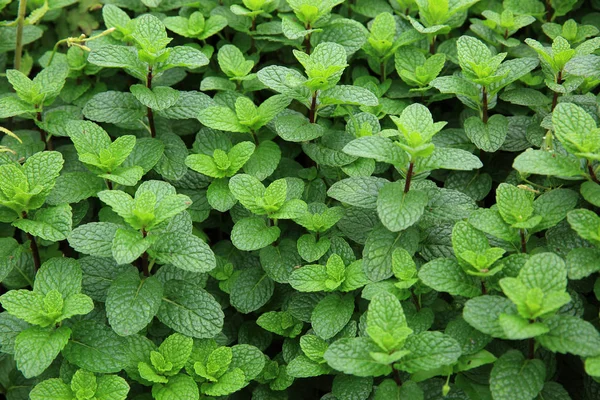 Plantas de menta verde —  Fotos de Stock