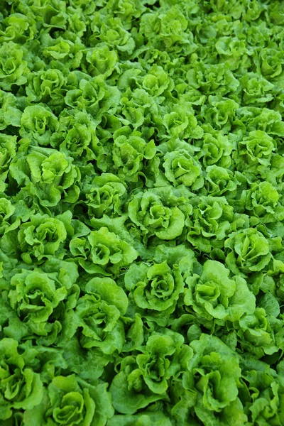 Plantas de lechuga verde —  Fotos de Stock