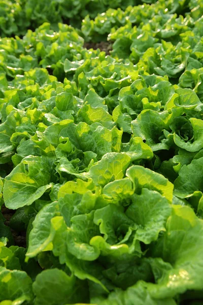 Grüne Salatpflanzen — Stockfoto