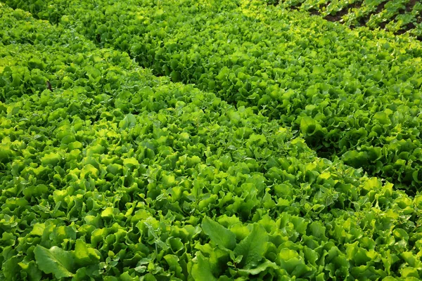 Grüne Salatpflanzen — Stockfoto