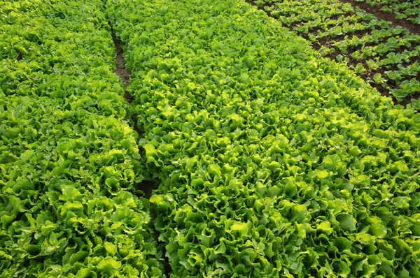 Yeşil salata bitkileri — Stok fotoğraf