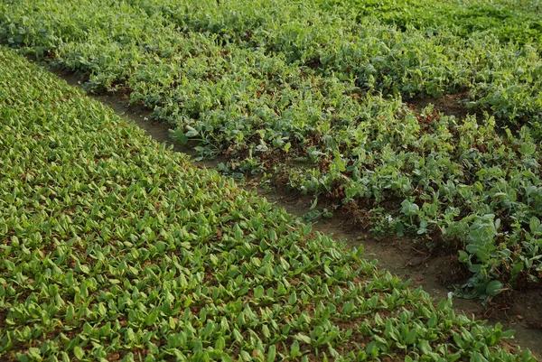 Yeşil meyve bitkiler