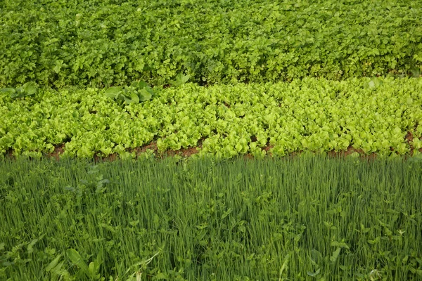 Plantas vegetales verdes —  Fotos de Stock