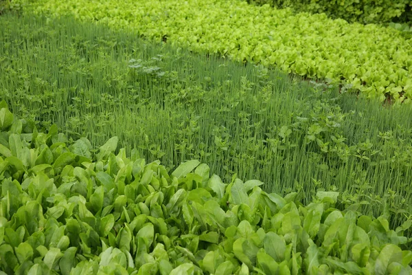 Groene groenteplanten — Stockfoto