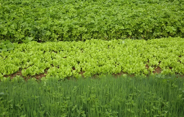 Grüne Gemüsepflanzen — Stockfoto