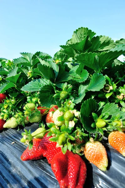 Strawberry plants with berries and flowers — Stock Photo, Image