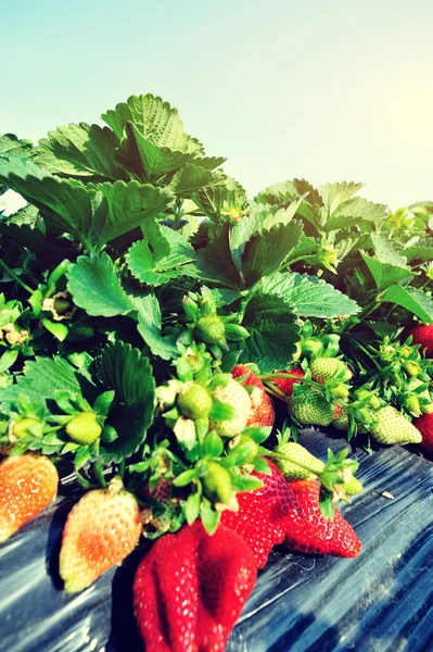 Plantas de morango com bagas e flores — Fotografia de Stock