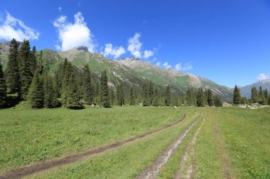 güneşli gün boyunca orman ve yeşil çayır