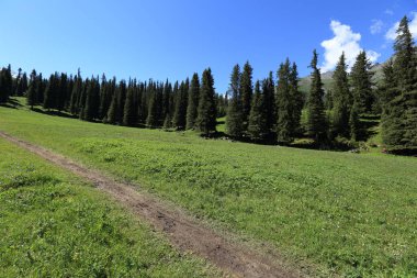 güneşli gün boyunca orman ve yeşil çayır