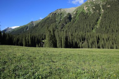 güneşli gün boyunca orman ve yeşil çayır