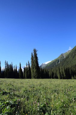 güneşli gün boyunca orman ve yeşil çayır