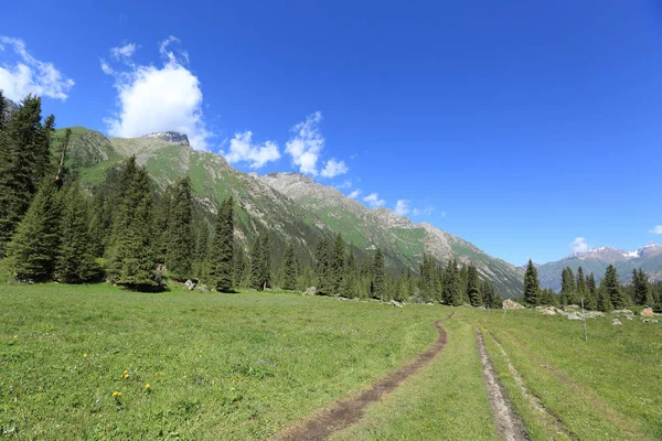 Forêt et prairie verte pendant la journée ensoleillée — Photo