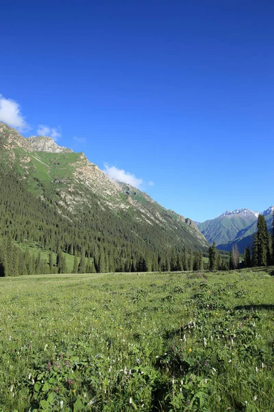 güneşli gün boyunca orman ve yeşil çayır