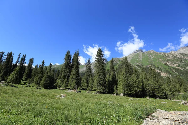güneşli gün boyunca orman ve yeşil çayır