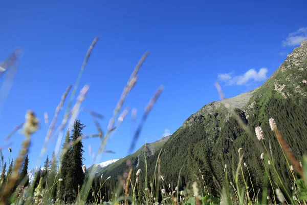 Grüne Wiese bei sonnigem Tag — Stockfoto