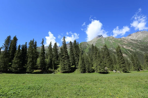 Forêt et prairie verte pendant la journée ensoleillée — Photo