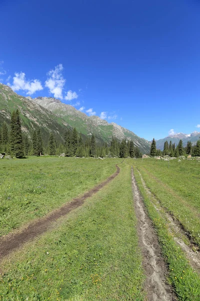 Forêt et prairie verte pendant la journée ensoleillée — Photo