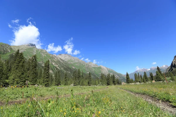 güneşli gün boyunca orman ve yeşil çayır