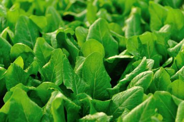 Büyüme yeşil ıspanak