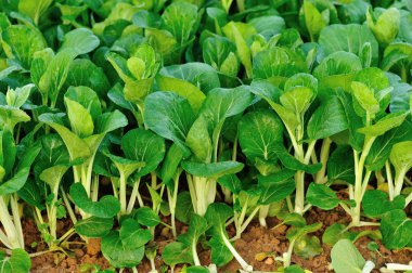 Yeşil choysum bitkiler 