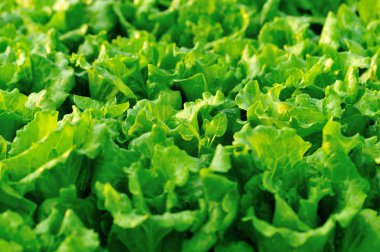 yeşil salata bitkileri