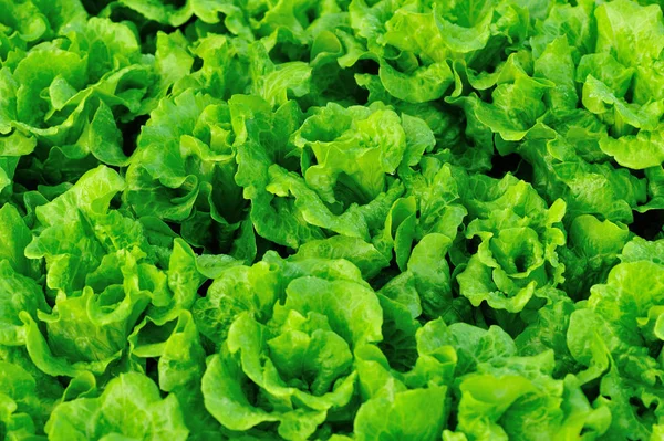 Green lettuce plants — Stock Photo, Image