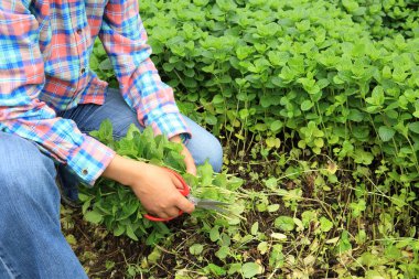 kadın hasat nane platns 