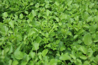 Yeşil su teresi bitkiler