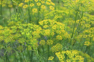 ripe green fennel clipart