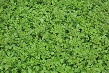 Yeşil su teresi bitkiler