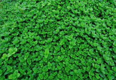 Yeşil nane bitkiler