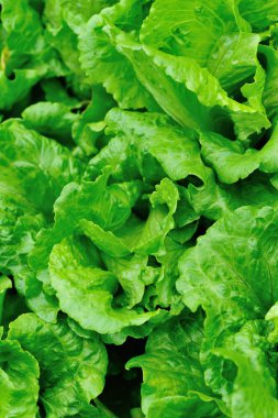 yeşil salata bitkileri