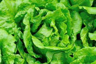 yeşil salata bitkileri