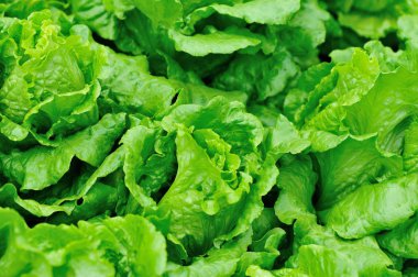 yeşil salata bitkileri