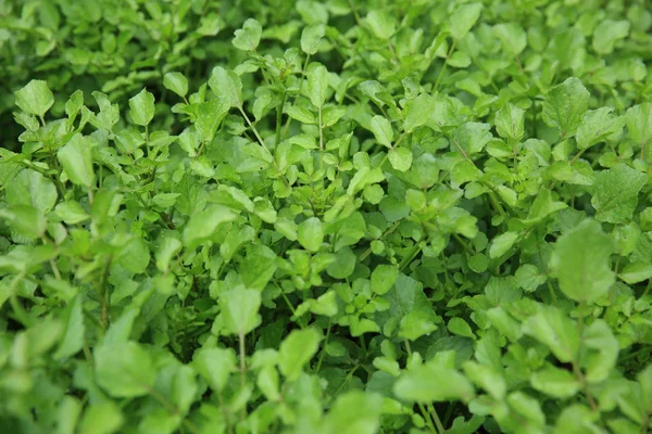 Yeşil su teresi bitkiler