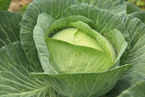 Groene kool in de moestuin — Stockfoto