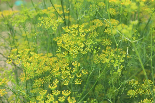 Rijpe groene venkel — Stockfoto