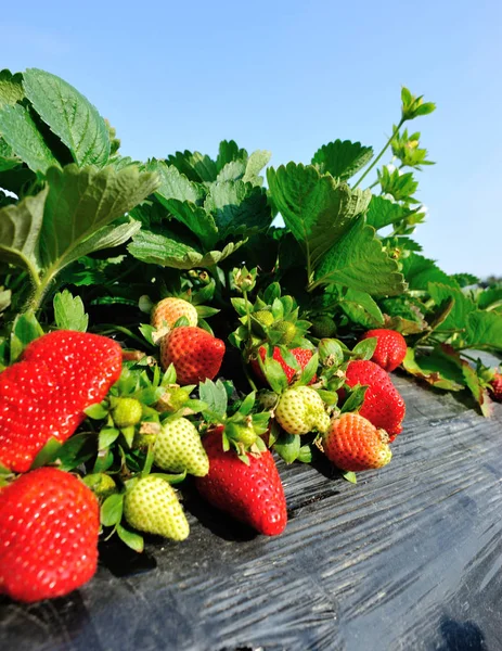 Ripe red strawberries — Stock Photo, Image