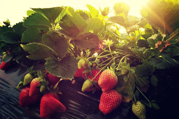 Reife rote Erdbeeren — Stockfoto