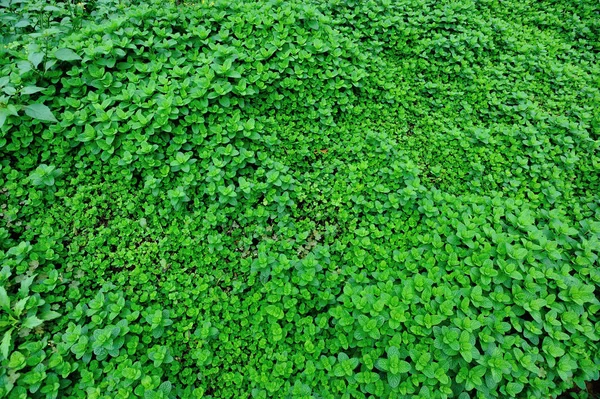 Plantas de menta verde —  Fotos de Stock